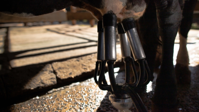 Dendê na alimentação de vacas leiteiras pode baratear produção, aponta pesquisa da UESB