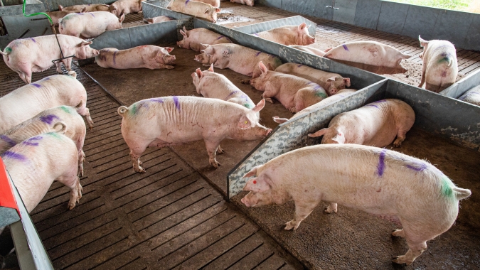 USDA lança campanha 'Proteja nossos porcos' para apoiar a indústria de suínos, produtores e veterinários na luta contra a peste suína africana
