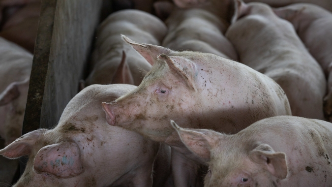Preços no mercado de suínos fecham esta terça-feira (20) em alta