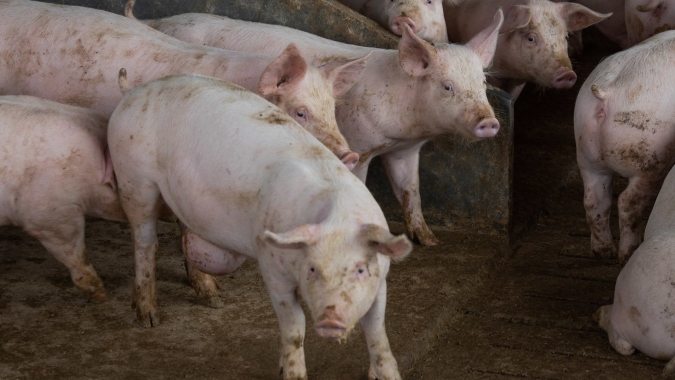 Suínos/Cepea: Cotação do vivo integrado supera valor no mercado independente