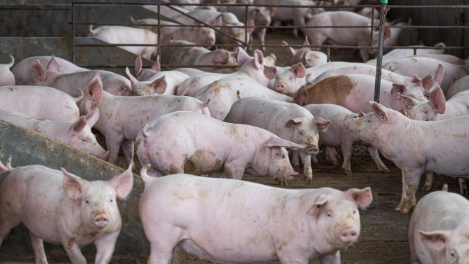 Pesquisadores de Universidade no Paraná avaliam o efeito de antibióticos em animais para produção do biogás