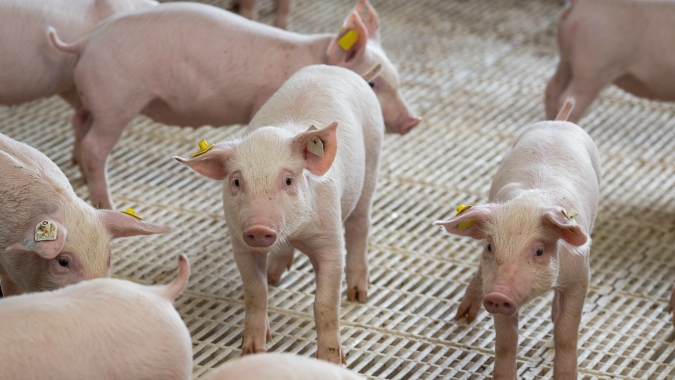 Suínos/Cepea: Mercado enfrenta período desfavorável, como em 2022