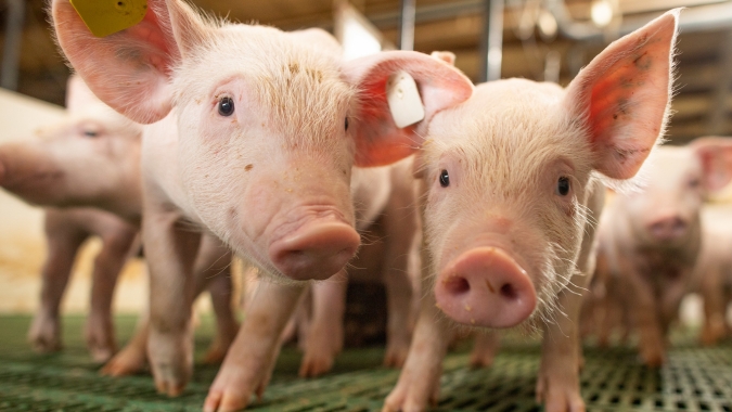 Suínos/Cepea: Preço sobe, e competitividade de carne suína cai frente a concorrentes