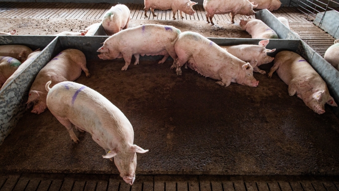 Sindicarne: Abertura do Canadá confirma qualidade da produção catarinense
