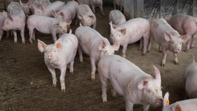 Suinocultura Independente: oferta ajustada impulsiona preços e mantém mercado aquecido