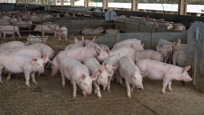 Altas nas cotações no mercado de suínos marca a segunda-feira (20), principalmente em SP