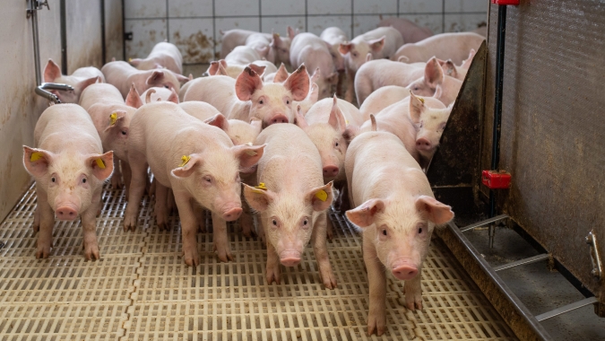 Suínos/Cepea: Preços do animal vivo e da carne registram baixas históricas