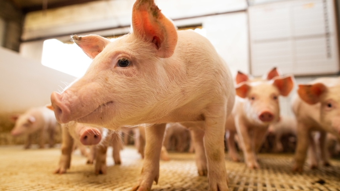 Suíno/Cepea: Poder de compra do suinocultor paulista recua