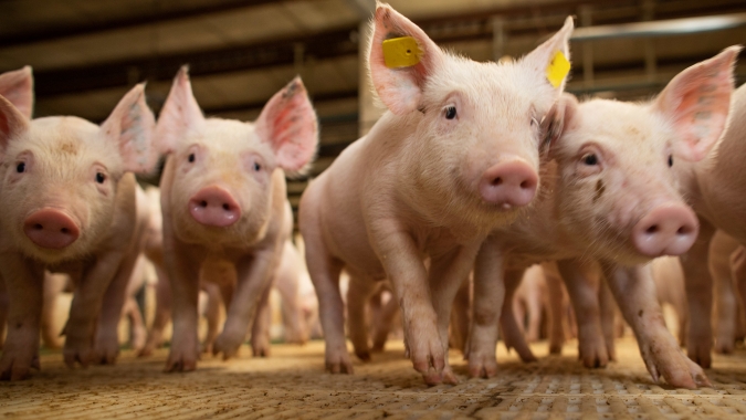 Mercado de suínos fecha a sexta-feira (7) misto, com destaque para a alta de 1,21% para o animal vivo em SP