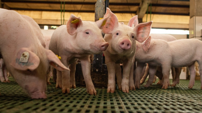 Apesar de queda recente nos preços, custos de produção controlados e boa oferta de milho sustentam margens da suinocultura