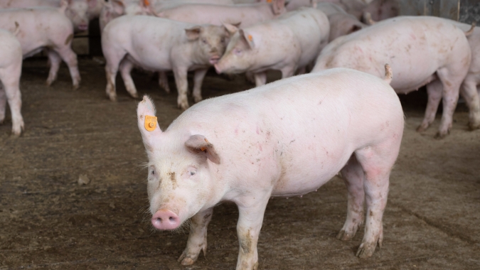 Suínos/Cepea: Chuvas no Oeste Catarinense causam prejuízos ao setor suinícola