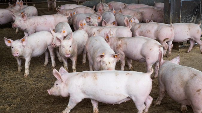 Suínos/Cepea: Altas de preços do vivo e da carne perdem força