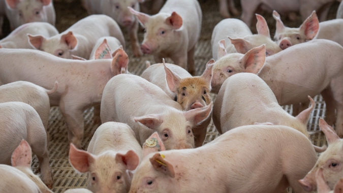Em nove dias úteis, exportações de carne suína do Brasil atingem 53,08% do faturamento registrado em maio de 2022