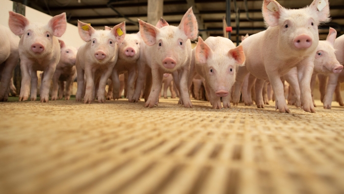 Estudo do Rabobank aponta que disputas entre EUA e China aumentam a instabilidade no mercado global de carne suína