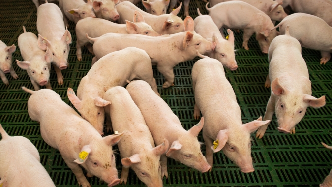 Bloomberg: Mais uma vez, suinocultores da China estão atolados no ciclo de expansão e queda