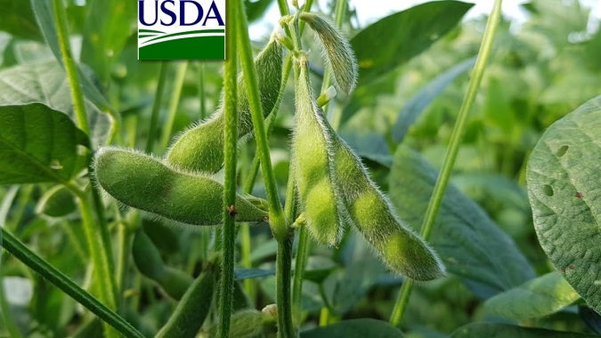 USDA reduz índice de lavouras de soja e milho em boas/excelentes condições nos EUA