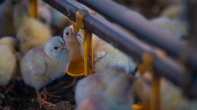 Parceria com a West Aves amplia participação da genética Embrapa no mercado