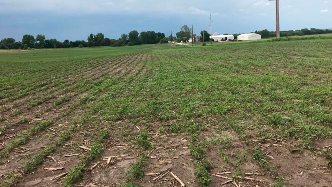 Direto do Corn Belt, Ginaldo Sousa, da Labhoro, relata condições melhores em estados mais a Oeste dos EUA