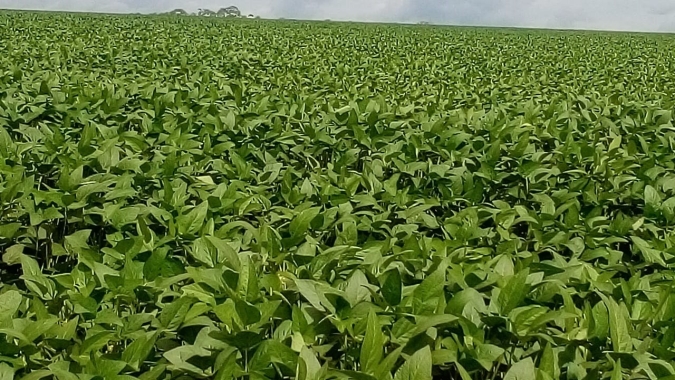 Colheita de soja chega a 4,71% da área em MT; plantio de milho avança com lentidão