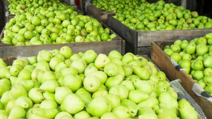 Fruticultores recebem assistência técnica e gerencial para ampliar produtividade em SC