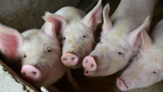 Governo da Argentina vai destinar $ 1,4 bi de pesos para suinocultores devido ao câmbio diferenciado para milho e soja