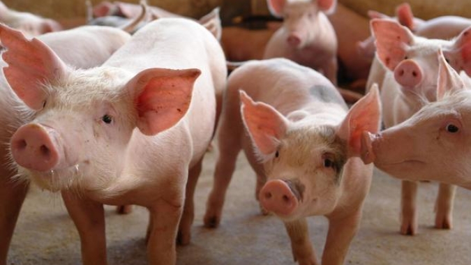 Preços mistos fecham a sexta-feira (1) para o mercado de suínos, que iniciou perdendo nas cotações