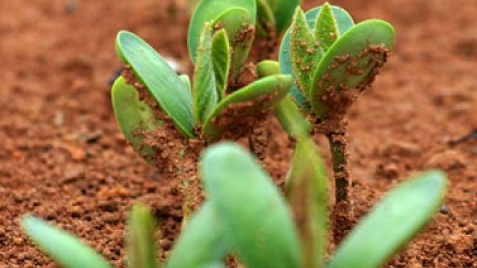 Plantio de soja no Paraná atinge 69% da área; chuvas limitam trabalhos ao sul, diz Deral
