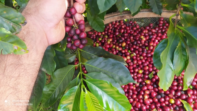 Preços do café iniciam 2ª feira (28) em lados opostos nas bolsas internacionais