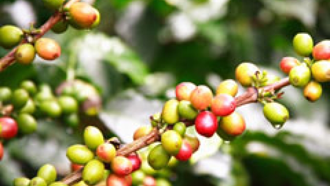Mercado cafeeiro fecha 2ª feira (07) com a desvalorização de mais de 4% das cotações futuras