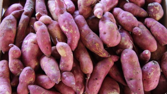 Agricultura de SP desenvolve variedade de batata-doce de polpa alaranjada e maior produtividade