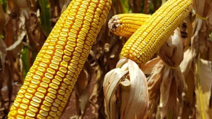 Milho: Estabilidade marca abertura das Bolsas nesta 5ªfeira