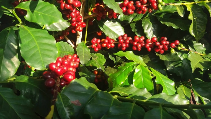 Café tem mais um dia volatilidade, mas encerra com altas no mercado externo e físico brasileiro