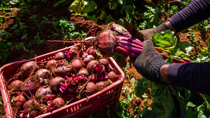 Hortifruti/Cepea: Confira 4 hortaliças vistas como "pequenas", mas que são grandes negócios!