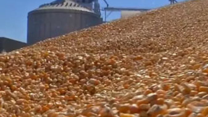 Produtividades próximas das recordes resultam em gargalos logísticos e milho a céu aberto em Mato Grosso