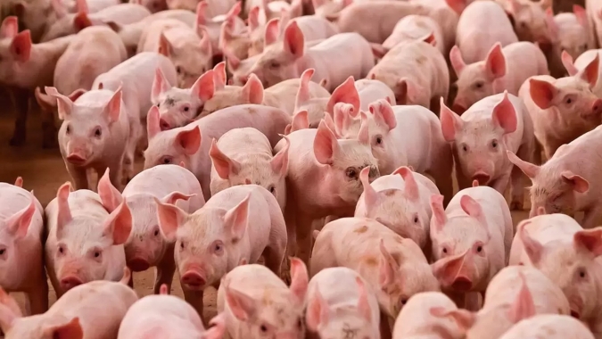 Prejuízo na suinocultura em SP chega a R$ 175,00 por animal neste início de julho