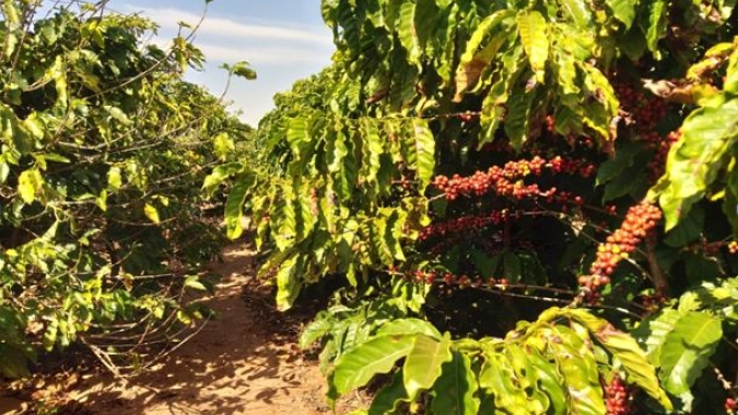 Café conilon do Espírito Santo recebe registro de Indicação Geográfica