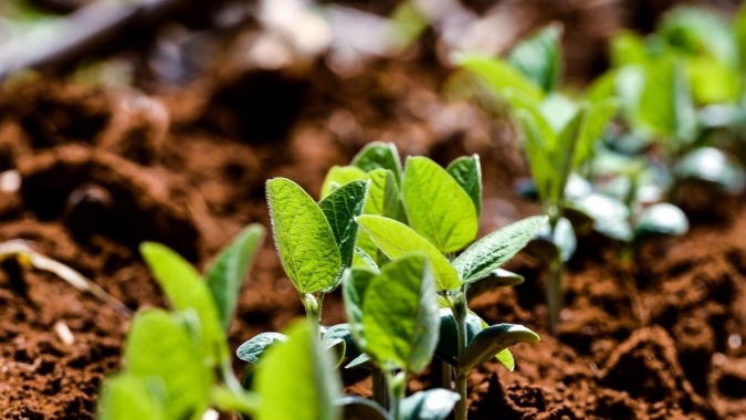 USDA indica piora nas condições das lavouras de soja e milho; atenção aos dados de Iowa