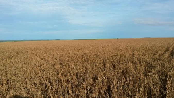 CNA discute autocontrole da defesa sanitária vegetal