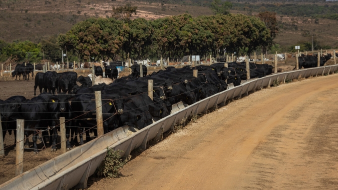 Intenção de confinamento registra um aumento de 10,74% no MT, aponta IMEA