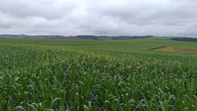 Plantio da segunda safra de milho atinge 73% da área no Paraná e produtores esperam boas produtividades