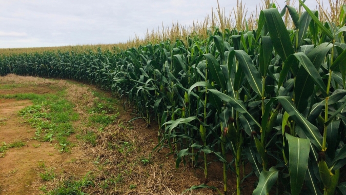 Deral indica que milho verão já está 80% plantado no Paraná