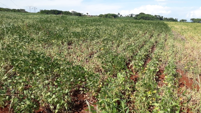 Aprosoja Brasil estima que safra de soja do Brasil possa cair para 110 mi de t