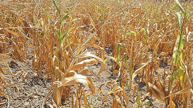 Tempo seco afeta desenvolvimento do milho no Rio Grande do Sul e saca do cereal ultrapassa os R$ 80,00 no estado