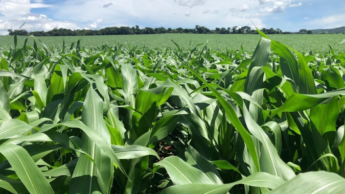 Adapar e Ministério da Agricultura monitoram praga que provoca perdas do milho no Paraná