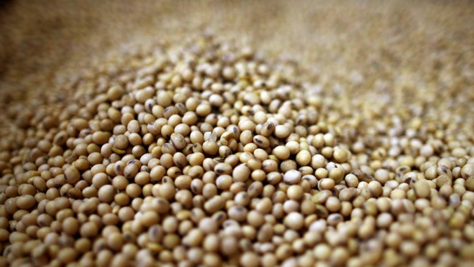 Soja em Chicago mantém os níveis de preços mais altos em 8 semanas, mas produto segue barato e sem atratividade para vendedor