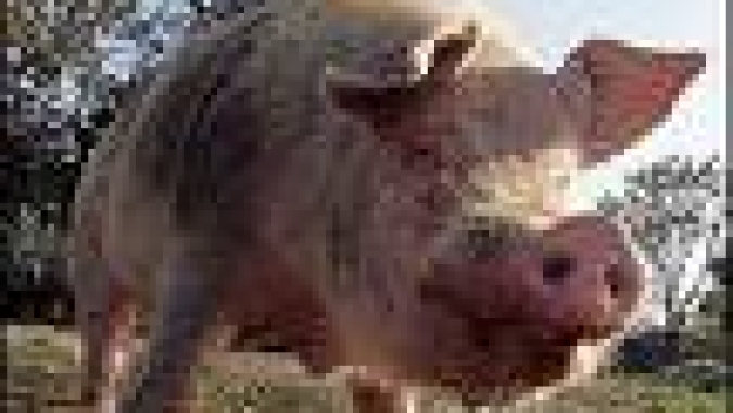 Suínos: resultados inexpressivos marcam mercado nesta quinta-feira (07)
