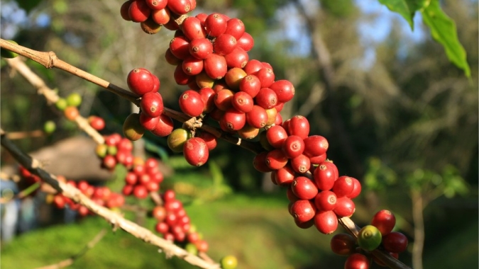 Café/Cepea: Chuvas em fevereiro aliviam situação de lavouras