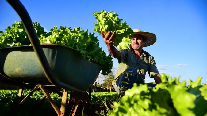 Boletim Prohort: alface apresenta queda de preços, enquanto cotações de batata e cenoura sobem