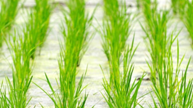 Conab diz que dados da área de arroz no Rio Grande do Sul são referentes ao mês anterior à publicação do relatório