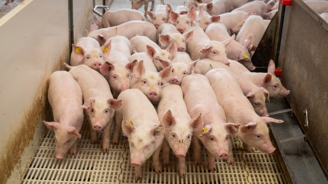 Alimentação de suínos com restos de comida com proteína animal deverá passar por tratamento térmico, orienta Adaf